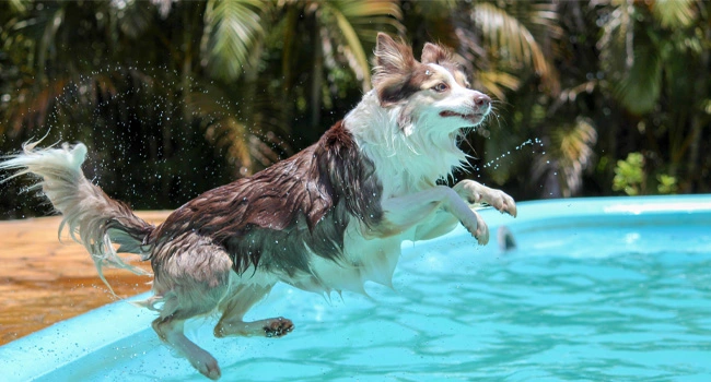 ฟาร์มฮักคาเฟ่ ฝากเลี้ยงสุนัข สระว่ายน้ำสุนัข ฝึกสอนสุนัข อุปกรณ์สัตว์เลี้ยง อาบน้ำตัดขน