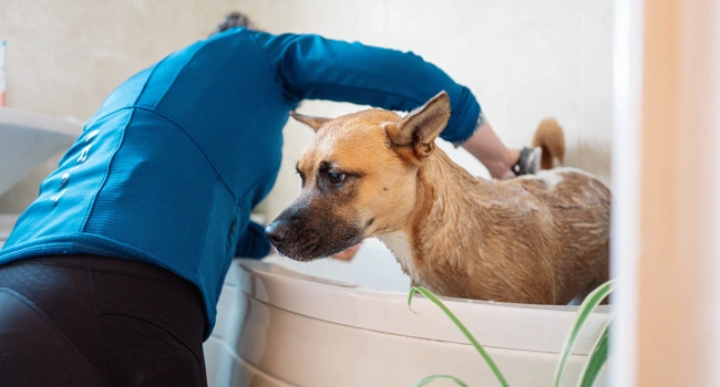 ฟาร์มฮักคาเฟ่ ฝากเลี้ยงสุนัข สระว่ายน้ำสุนัข ฝึกสอนสุนัข อุปกรณ์สัตว์เลี้ยง อาบน้ำตัดขน
